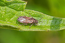 Nettle groundbug  (Heterogaster urticae)  Sutcliffe Park Nature Reserve, Eltham, London, England, UK. June.