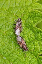 Nettle groundbugs  (Heterogaster urticae) mating pair, Sutcliffe Park Nature Reserve, Eltham, London, England, UK. June.