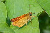 Large skipper butterfly (Ochlodes sylvanus) male, Brockley Cemetery, Lewisham, London, England, UK. June.