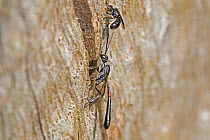 Parasitic wasp (Gasteruption jaculator)  female  with a male above  on a tree trunk in Warwick Gardens, Peckham, London, England, UK. July.