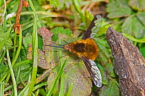Dark-edged bee-fly  (Bombylius major) Beverley Court Gardens, Lewisham, London, England, UK. April.