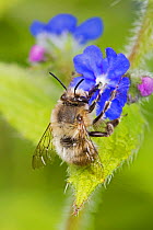 Hairy-footed flower bee  (Anthophora plumipes) male, pale form,  feeding on Green alkanet (Pentaglottis sempervirens), Beverley Court Gardens, Lewisham, London, England, UK. April.