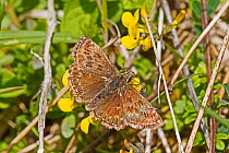 Dingy skipper butterfly (Erynnis tages) Hutchinson's Bank,New Addington, London, England, UK. May.