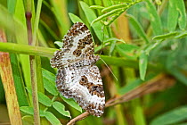 Common carpet moth (Epirrhoe alternata)  Sutcliffe Park Nature Reserve, Eltham, London, England, UK. May.