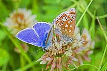 Common blue butterflies  (Polyommatus icarus)  mating pair on Clover (Trifolium) Sutcliffe Park Nature Reserve, Eltham, London, England, UK. May.