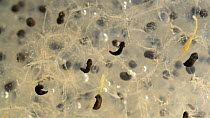 Close-up of Common frog (Rana temporaria) embryos in frogspawn, UK, March.  Controlled conditions.