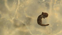 Common frog (Rana temporaria) tadpole in frogspawn, showing gills, UK, March.  Controlled conditions.