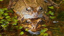 Pair of Common frogs (Rana temporaria) in amplexus, Birmingham, England, UK, March.