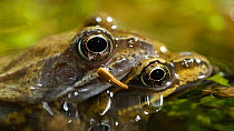 Panning shot of a pair of Common frogs (Rana temporaria) in amplexus, Birmingham, England, UK, March.