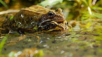 Pair of Common frogs (Rana temporaria) in amplexus amongst partly developed frogspawn, Birmingham, England, UK, March.