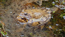 Pair of Common frogs (Rana temporaria) in amplexus amongst frogspawn, Birmingham, England, UK, March.