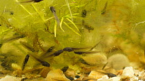 Common frog (Rana temporaria) tadpoles in pond weed, UK, March.  Controlled conditions.