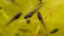 Common frog (Rana temporaria) tadpoles in pond weed, UK, March.  Controlled conditions.