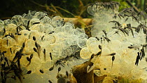 Newly hatched Common frog (Rana temporaria) tadpoles feeding on egg cases, UK, March.  Controlled conditions.