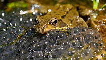 Common frog (Rana temporaria) at surface with frogspawn, UK, March.