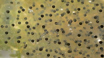 Panning shot across developing Common frog (Rana temporaria) spawn, UK, April. Controlled conditions.  Controlled conditions.