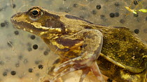Common frog (Rana temporaria) underwater with frogspawn, UK, March. Controlled conditions
