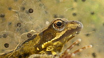 Common frog (Rana temporaria) underwater with frogspawn, UK, March. Controlled conditions
