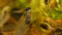 Common frog (Rana temporaria) tadpoles feeding on pond weed, UK, May. Controlled conditions
