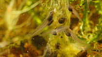 Common frog (Rana temporaria) tadpoles feeding on pond weed, UK, May. Controlled conditions
