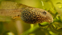 Close up of a Common frog (Rana temporaria) tadpole, with developing hind leg, UK, May.