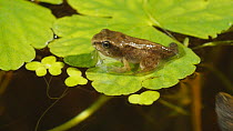 Juvenile Common frog (Rana temporaria) sat on a lily pad, UK, June.