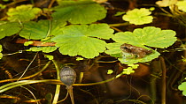 Juvenile Common frog (Rana temporaria) sat on a lily pad, with tadpoles feeding underneath, UK, June.