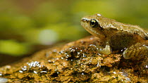 Panning shot to a juvenile Common frog (Rana temporaria) sat next to a pond, UK, August.