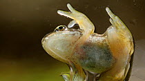 Underside of a juvenile Common frog (Rana temporaria), UK, June.  Controlled conditions.