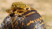 Juvenile Common frog (Rana temporaria) on back of a Common snail (Cornu aspersum), UK, June.