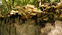 Tracking shot along fungi (Pholiota) growing from a fallen Silver birch tree (Betula pendula), Millison's Wood Solihull, West Midlands, England, UK, October.
