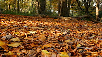 Tracking shot of leaflitter in a Beech (Fagus sylvatica) forest, Clowes Wood, Solihull, West Midlands, England, UK, November.
