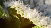 Timelapse of ice crystals melting on a leaf, Clowes Wood, Solihull, West Midlands, England, UK, November.
