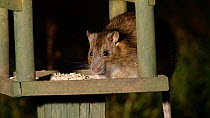 Brown rat (Rattus norvegicus) feeding on bird table at night, Birmingham, England, UK, February.