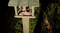 Brown rat (Rattus norvegicus) climbing up to a bird table to feed, Birmingham, England, UK, February.
