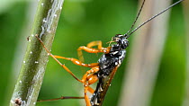Female Giant ichneumon (Rhyssa persuasoria) cleaning its front legs on an Oak (Quercus) twig, UK, June.