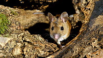 Wood mouse (Apodemus sylvaticus) at burrow entance,  UK, March. Captive.