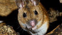 Wood mouse (Apodemus sylvaticus) grooming,  UK, March. Captive.