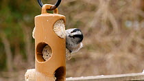 Long tailed tits (Aegithalos caudatus) feeding on suet bird feeder, Birmingham, England, UK, March.