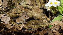 Wood mouse (Apodemus sylvaticus) at burrow entance,  UK, March. Captive.