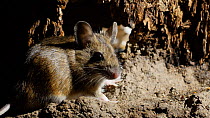 Wood mouse (Apodemus sylvaticus) grooming and looking around in burrow interior,  UK, March. Captive.