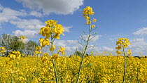 Field of Oil seed rape (Brassica napus) flowers moving in the wind, Birmingham, England, UK, May.