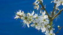 Timelapse of Blackthorn (Prunus spinosa) flowers opening, UK, April.