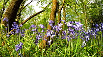 Tracking shot of Bluebells (Hyacinthoides non-scripta) in flower, Millison's Wood, Solihull, West Midlands, UK May.