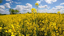 Tracking shot through a field of Oilseed rape (Brassica napus) flowers, Birmingham, England, UK, May.