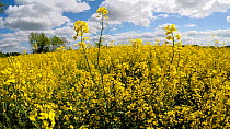 Tracking shot through a field of Oil seed rape (Brassica napus) flowers, Birmingham, England, UK, May.