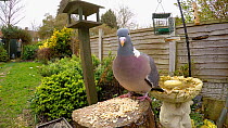 Wood pigeon (Columba palumbus) feeding in a garden, flies to fence and then out of frame, Birmingham, England, UK, March.
