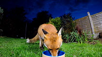 Red fox (Vulpes vulpes) feeding from a bowl in a garden, Birmingham, England, UK, April.