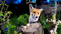Red fox (Vulpes vulpes) jumping over a fence and taking food left out on a tree stump in a garden, Birmingham, England, UK, April.