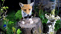 Red fox (Vulpes vulpes) taking food left out on a tree stump in a garden before jumping over fence, Birmingham, England, UK, April.